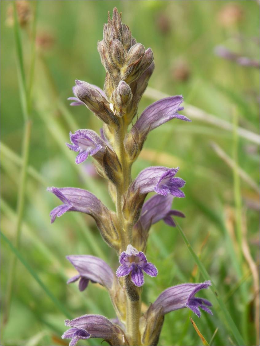 Orobanche purpurea / Succiamele azzurro